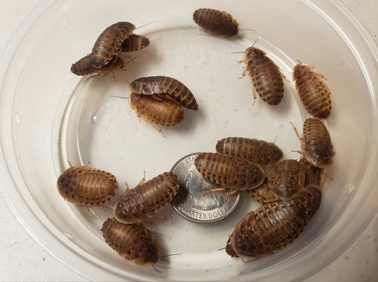 Large Dubia Roaches