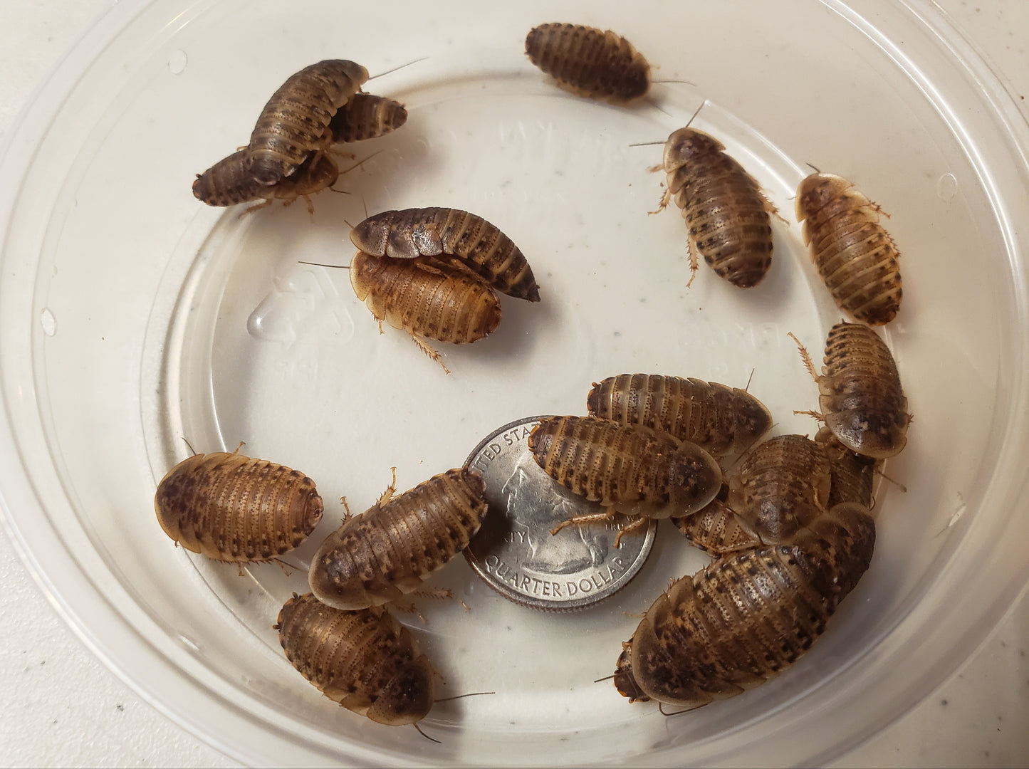 750 Large and 1000 Male Dubia Roaches