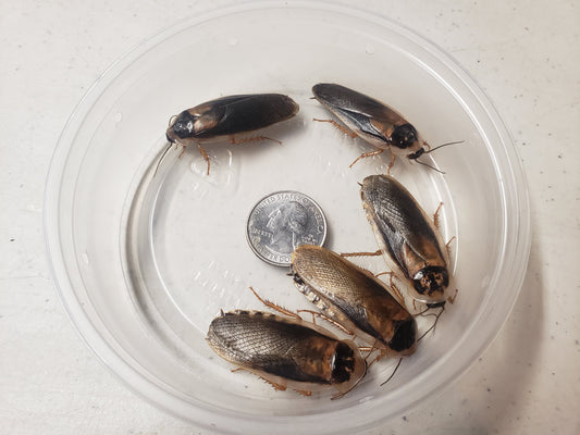 750 Large and 1000 Male Dubia Roaches