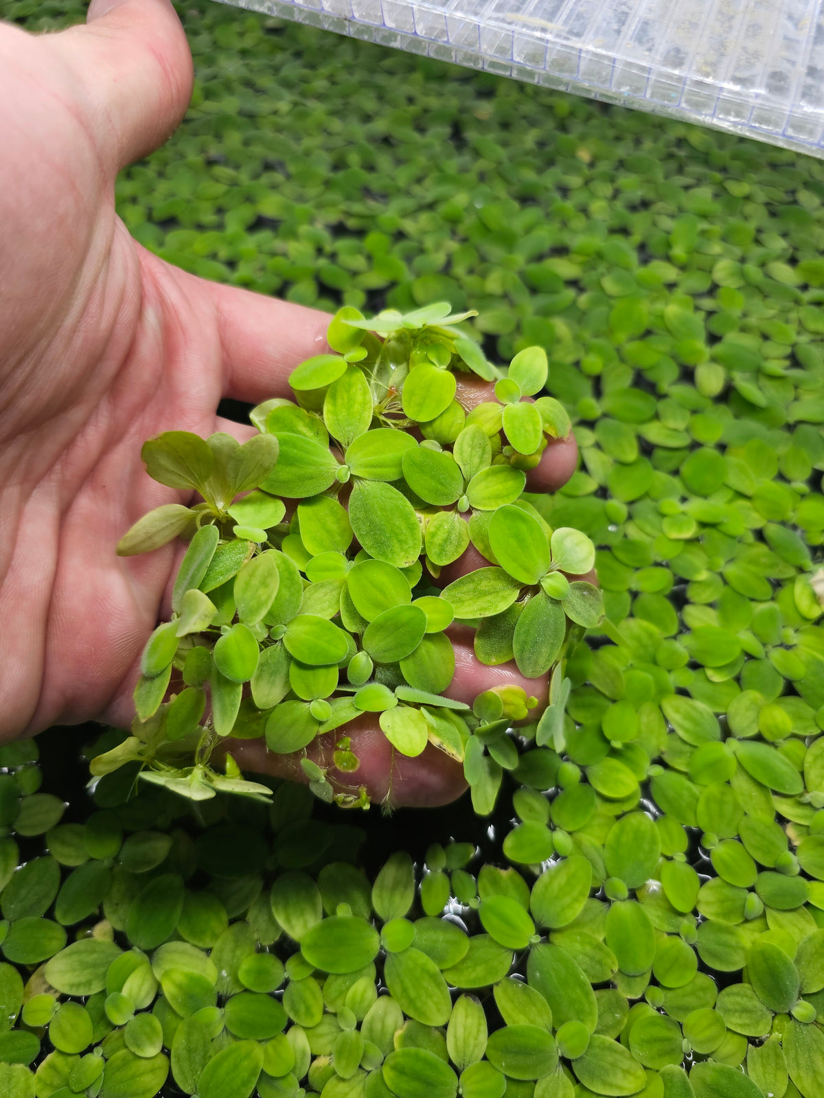 Dwarf Water Lettuce 100+ Leaves Hobbyist Grown Live Floating Plant