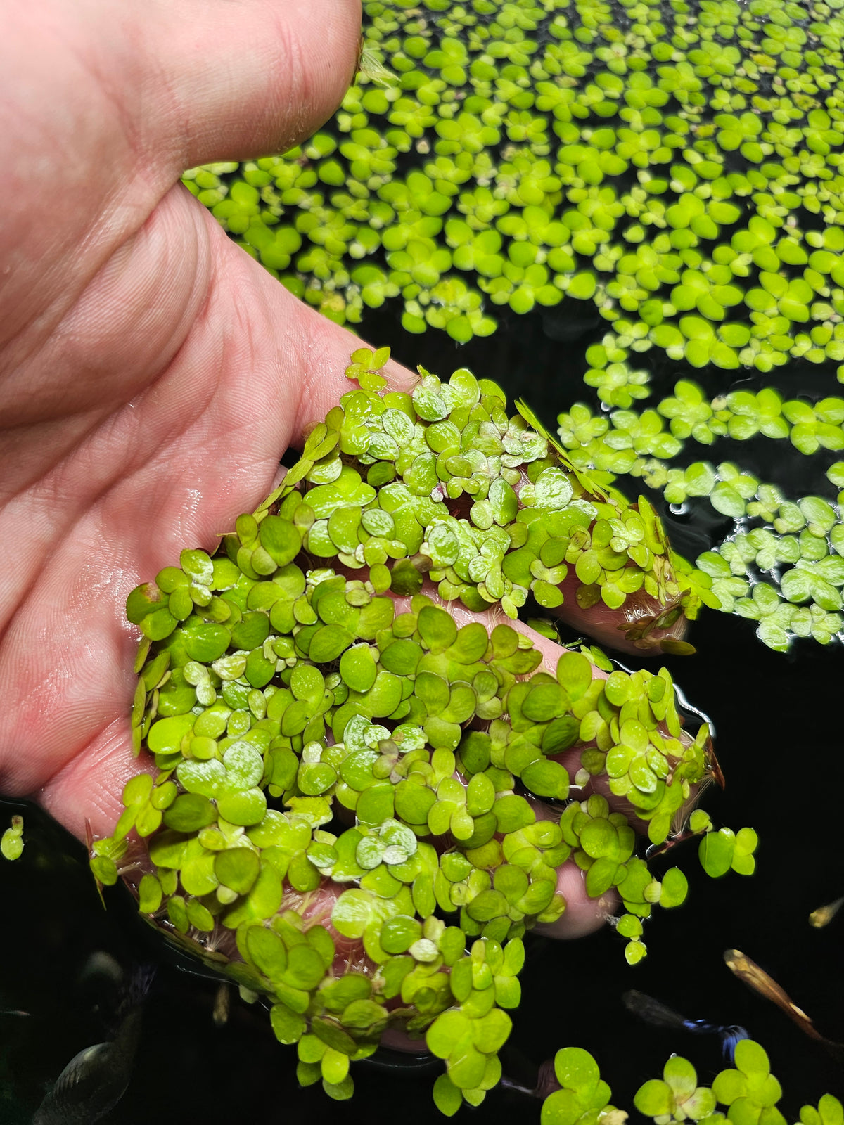 Giant Duckweed 100+ Spirodela polyrhiza Hobbyist Grown Floating Aquarium Plants