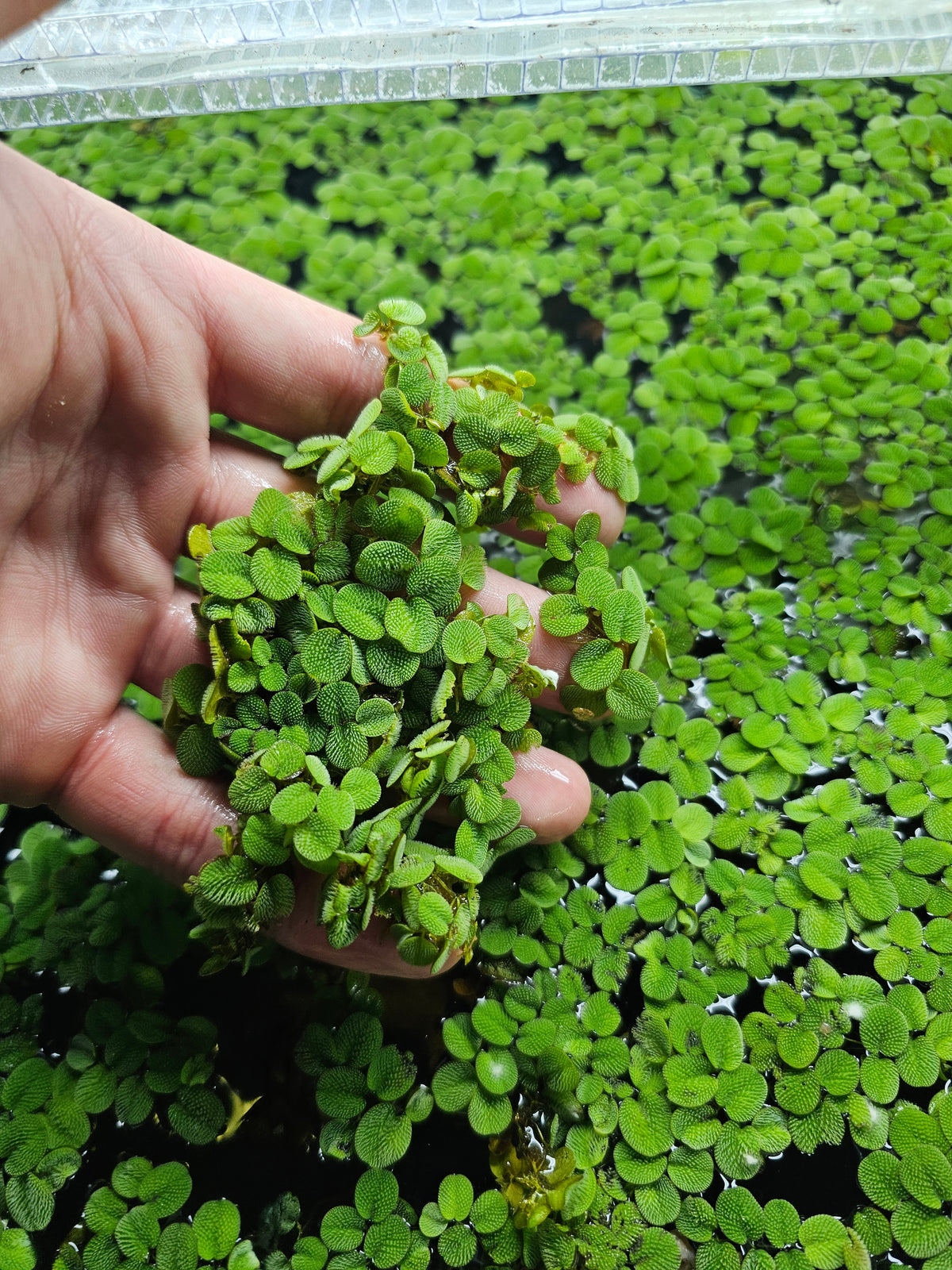 Water Spangles 100+ Leaves Salvinia Minima Hobbyist Grown Floating Aquarium Plants
