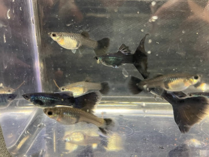 Blue Moscow Guppies