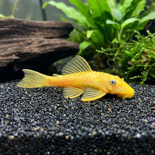 Lemon Blue Eye Pleco 1-2" Juvenile Bristlenose Plecostomus Freshwater Aquarium Fish