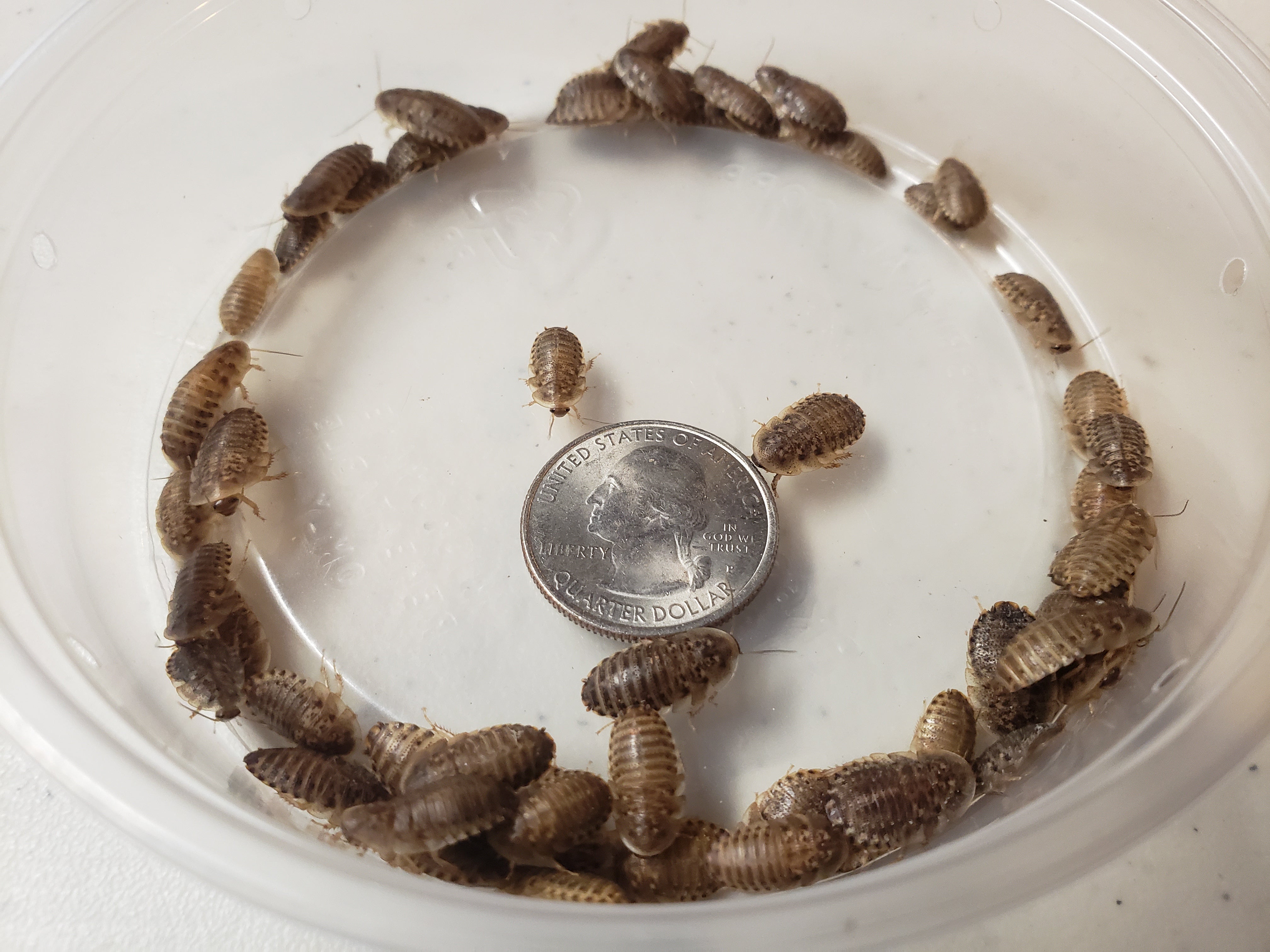 Roaches Shell Small Dubia Roaches – TheFrogHouse