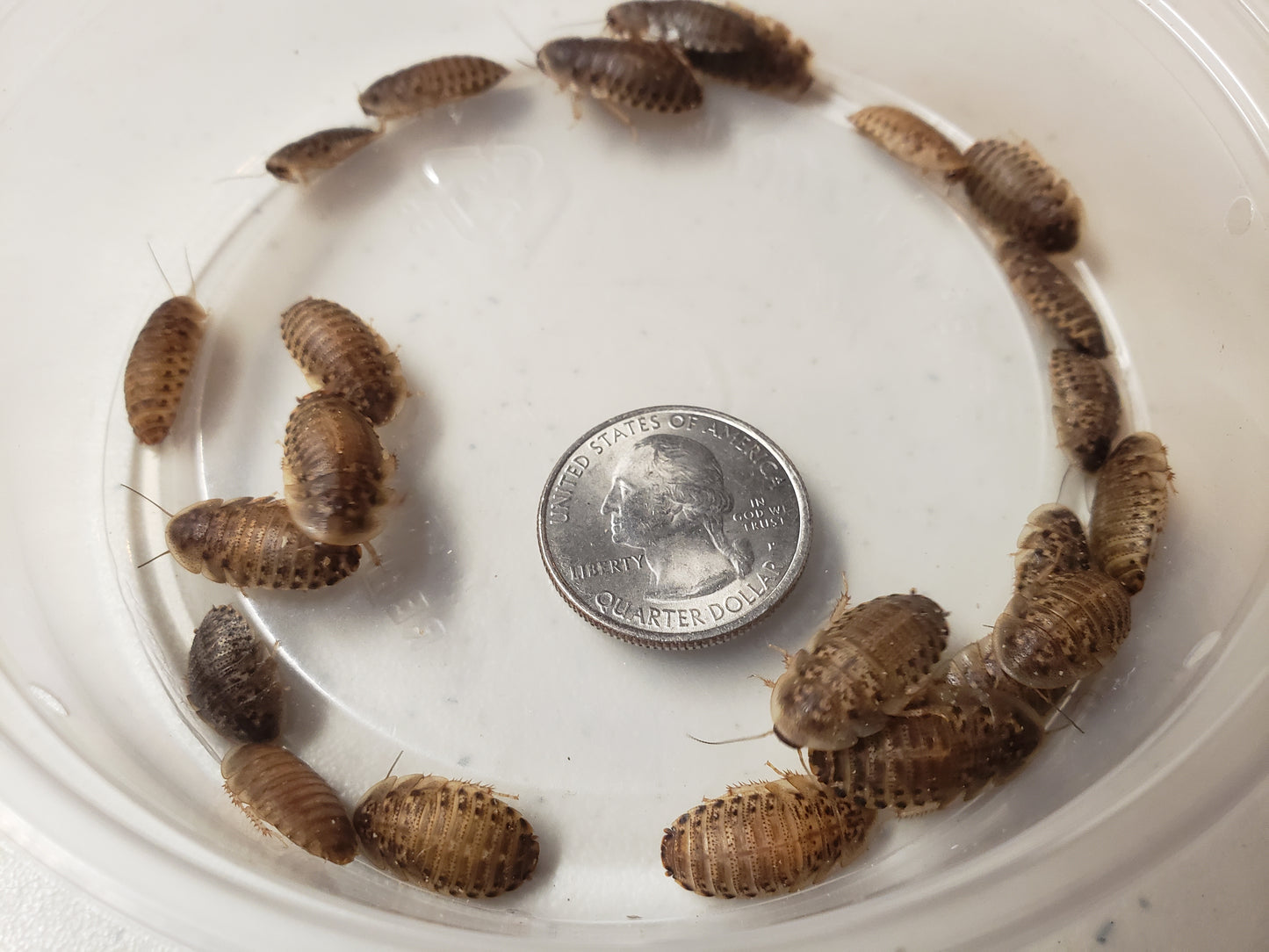 Medium Dubia Roaches