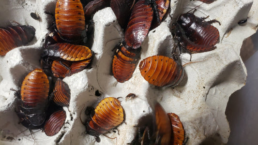 Madagascar Hissing Roaches
