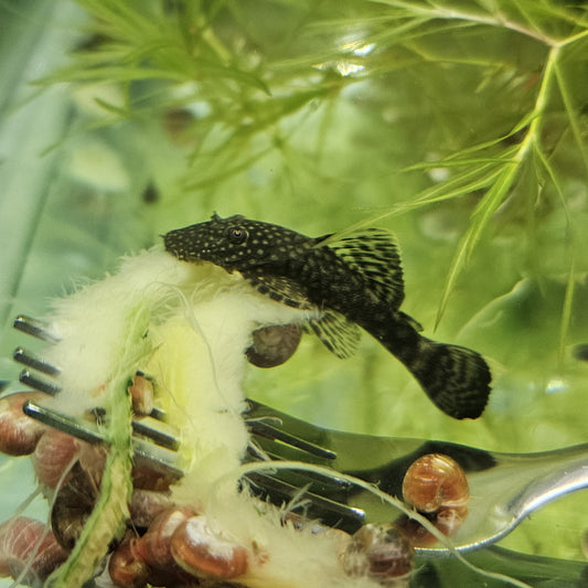 Bristlenose Pleco 1-2" Juvenile Plecostomus Freshwater Aquarium Fish