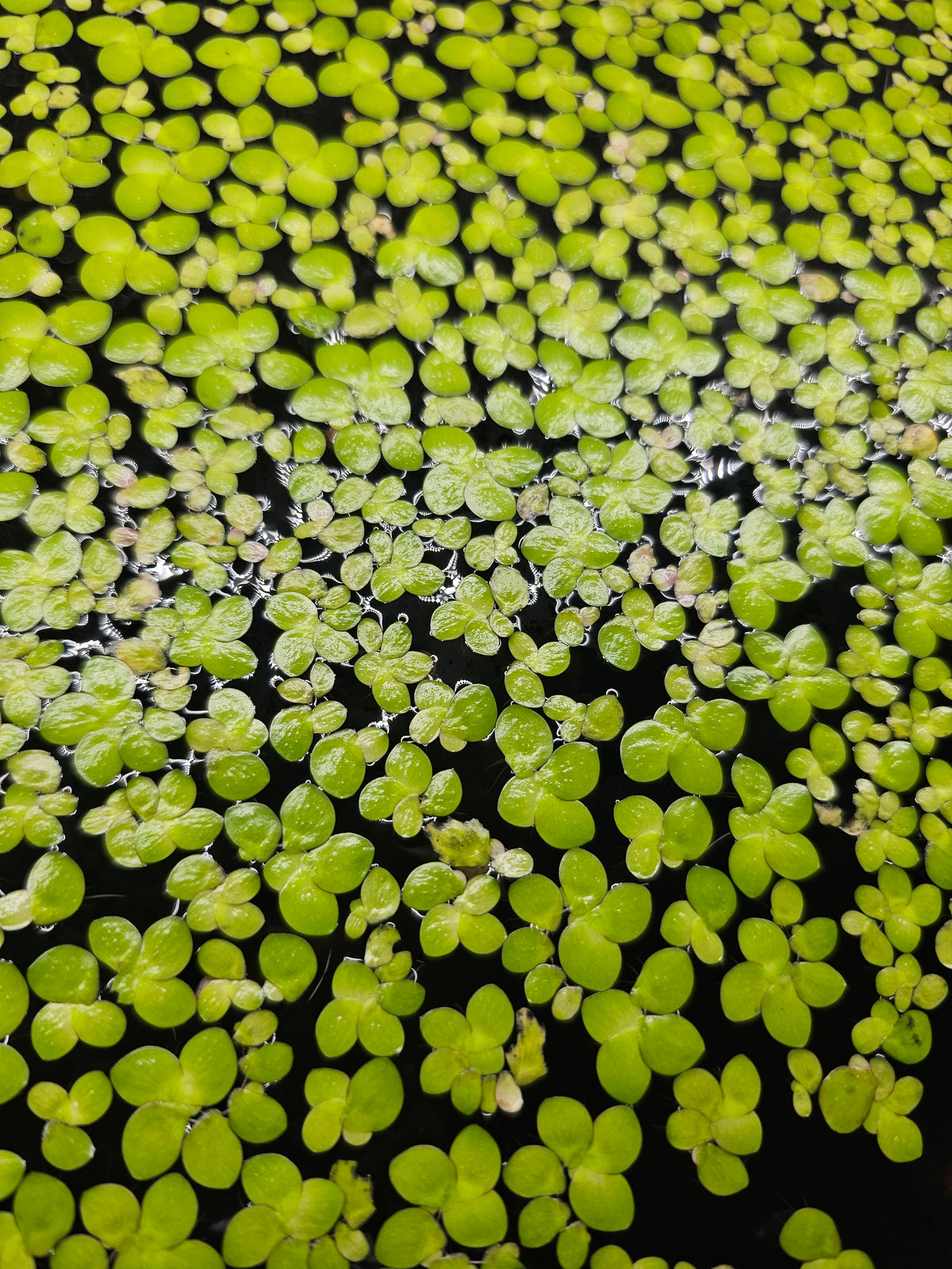 Giant Duckweed 100+ Spirodela polyrhiza Hobbyist Grown Floating Aquarium Plants