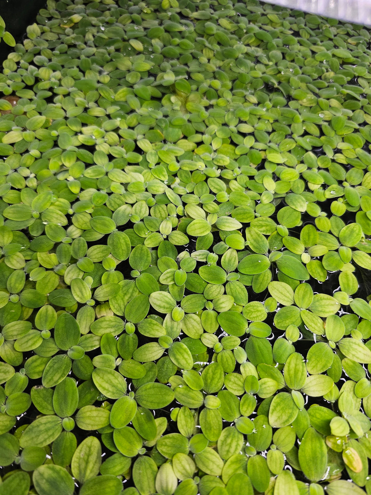 Dwarf Water Lettuce 100+ Leaves Hobbyist Grown Live Floating Plant