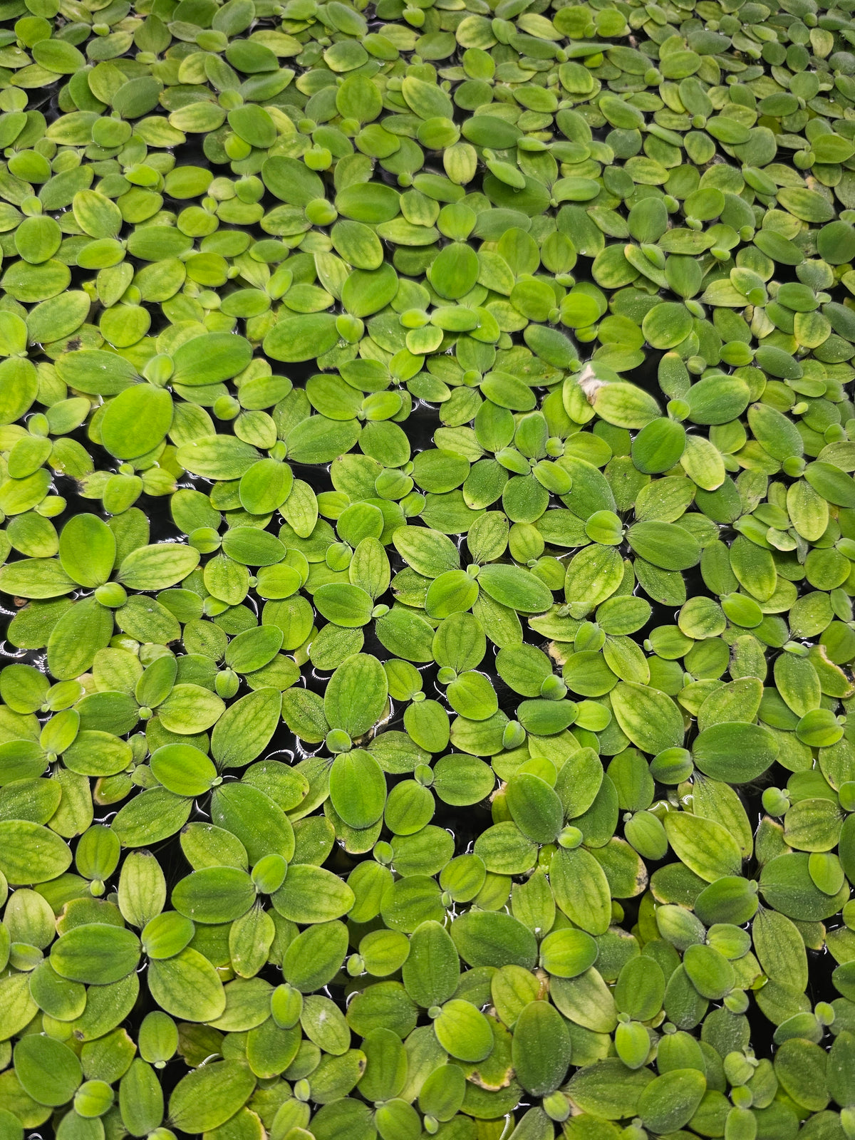 Dwarf Water Lettuce 100+ Leaves Hobbyist Grown Live Floating Plant