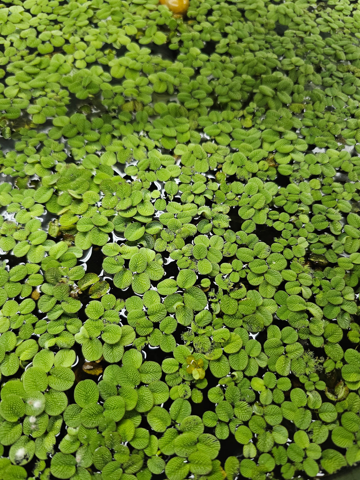 Water Spangles 100+ Leaves Salvinia Minima Hobbyist Grown Floating Aquarium Plants