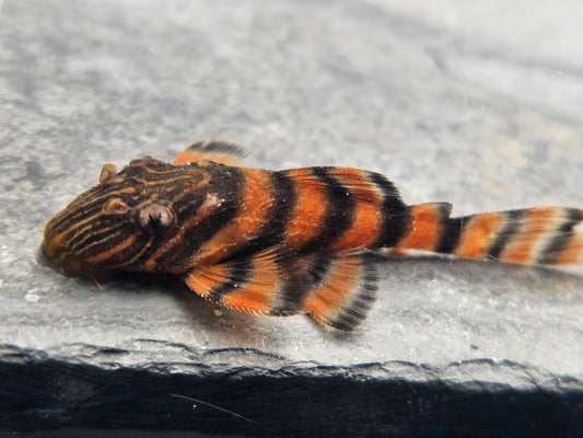Alenquer Tiger L397 Plecostomus 1-2" Juvenile Freshwater Aquarium Fish