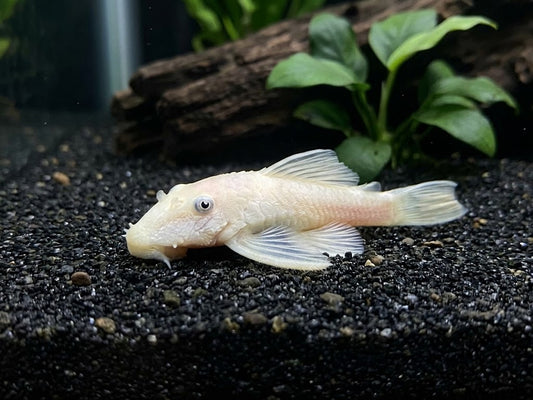 Snow White 1-2" Juvenile Bristlenose Plecostomus Adult Freshwater Aquarium Fish