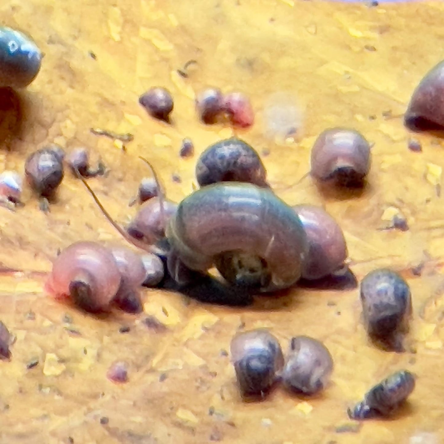 9+ Live Ramshorn Snails Aquarium or Pond, Algae Clean Up!