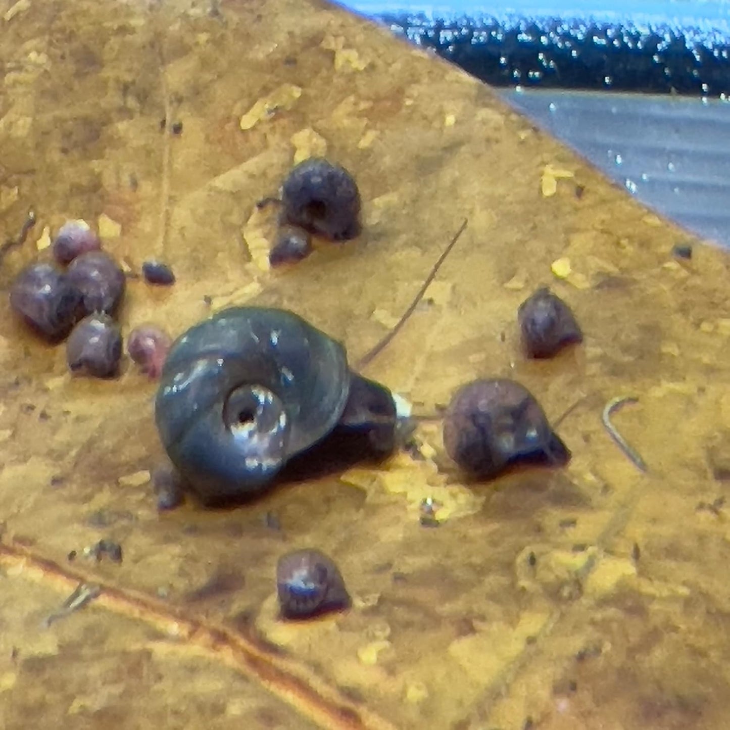 9+ Live Ramshorn Snails Aquarium or Pond, Algae Clean Up!