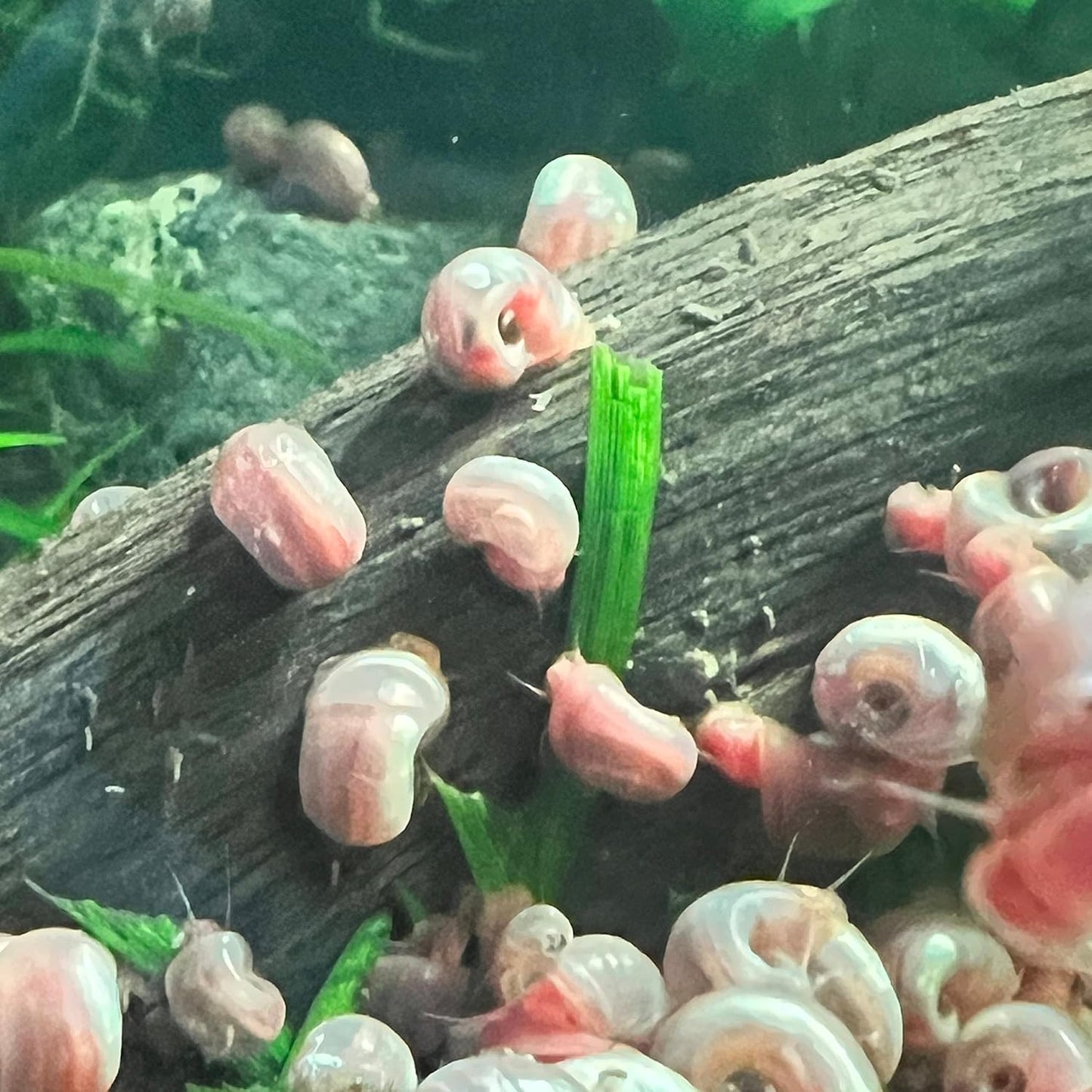 9+ Live Ramshorn Snails Aquarium or Pond, Algae Clean Up!