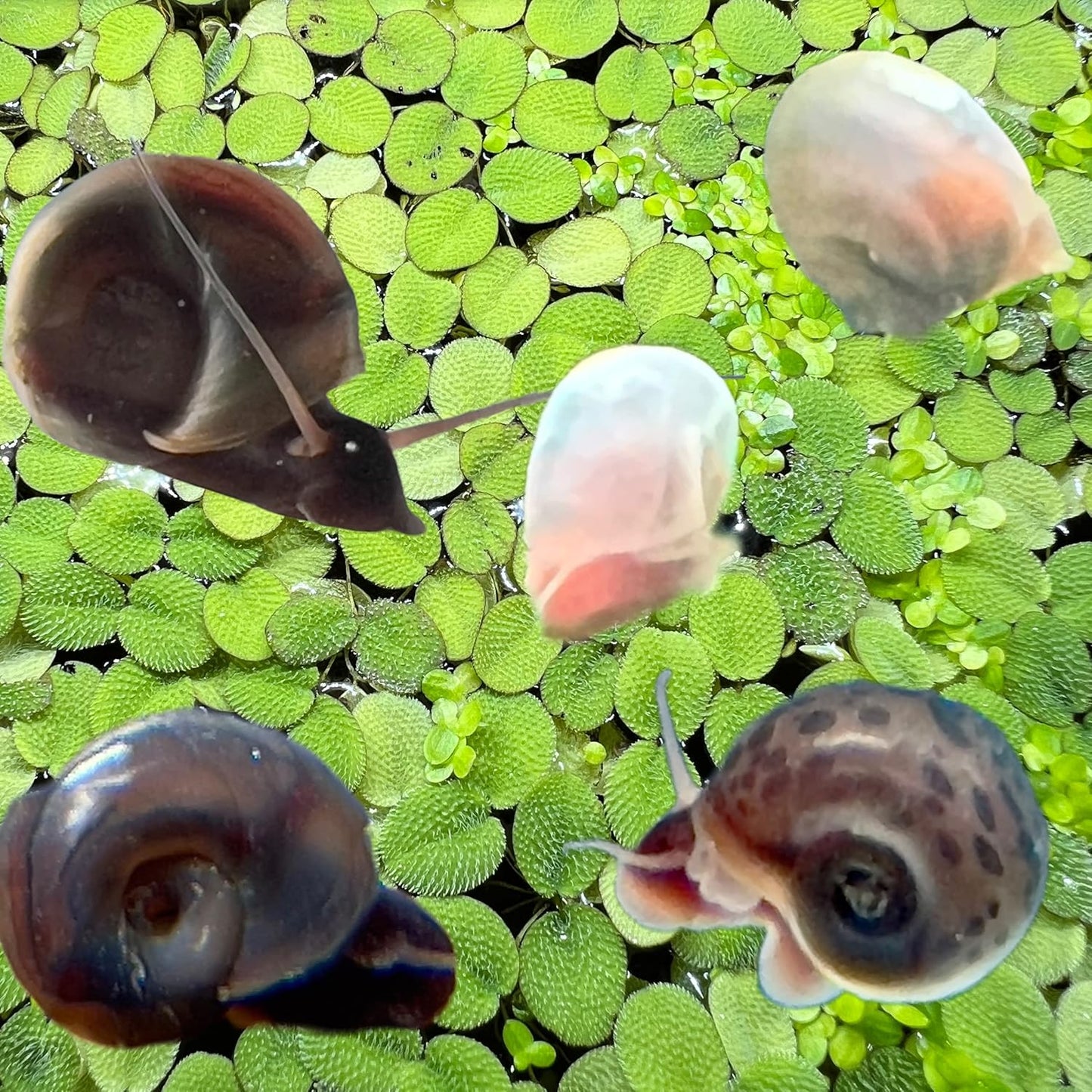 9+ Live Ramshorn Snails Aquarium or Pond, Algae Clean Up!