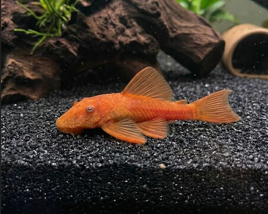 Super Red 1-2" Bristlenose Plecostomus Juvenile Freshwater Aquarium Fish