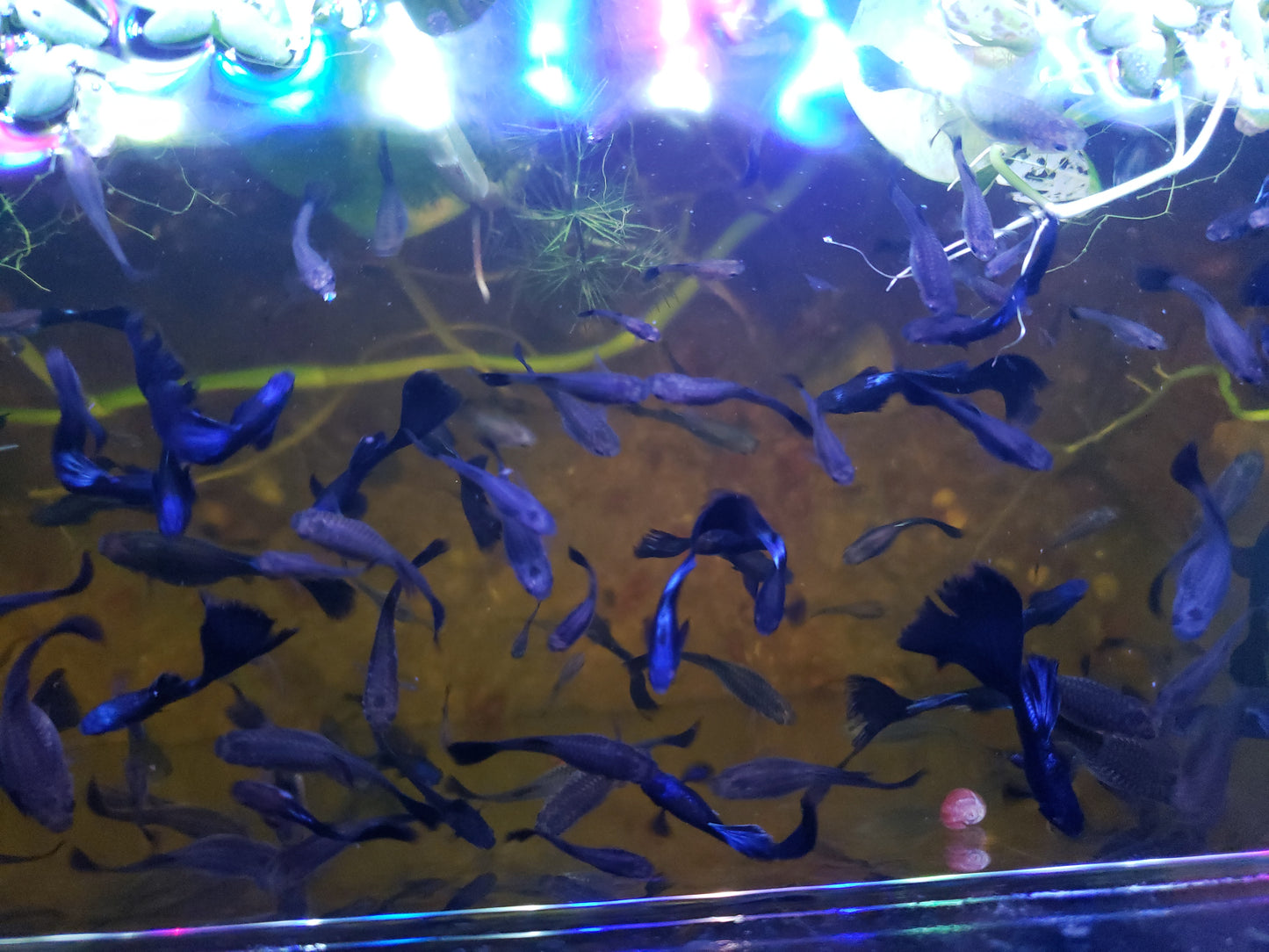 Blue Moscow Guppies