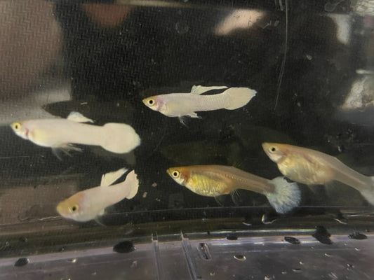 Snow White Guppies