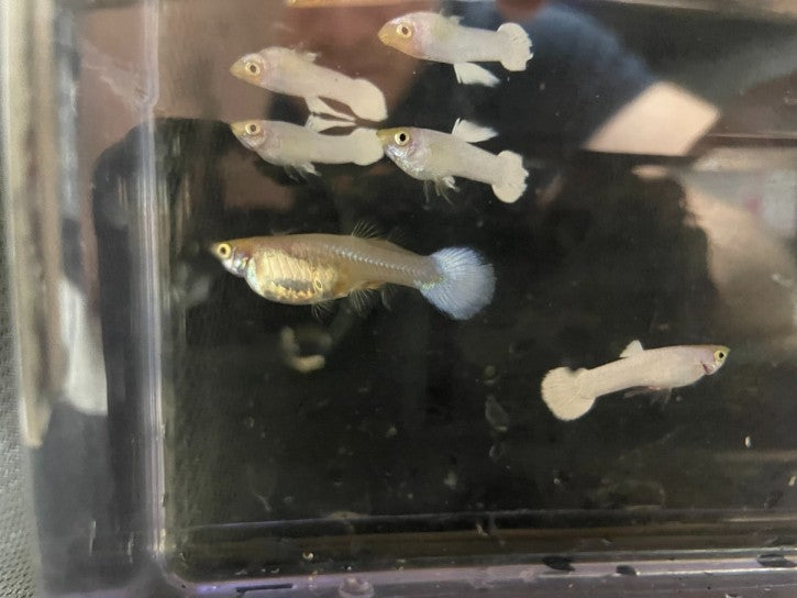 Snow White Guppies